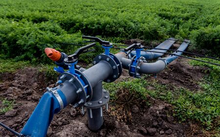 Drip irrigation system. Water saving drip irrigation system being used in a young carrot field. Agricultural backgroundの写真素材