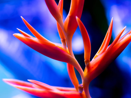 Abstract colored background close up. Macro. flowers and petals