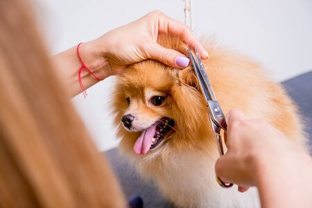 Professional cares for a dog in a specialized salon. Groomers holding tools at the hands. White backgroundの写真素材