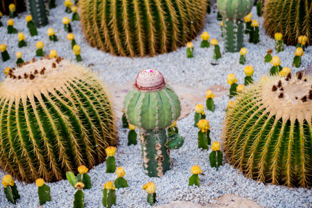 Collection beautiful prickly cacti in the greenhouse. Background