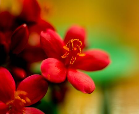 Abstract colored background close up. Macro flowers and petalsの写真素材