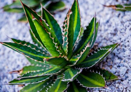 Collection beautiful prickly cacti in the greenhouse. Backgroundの写真素材