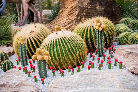 Collection beautiful prickly cacti in the greenhouse. Backgroundの写真素材