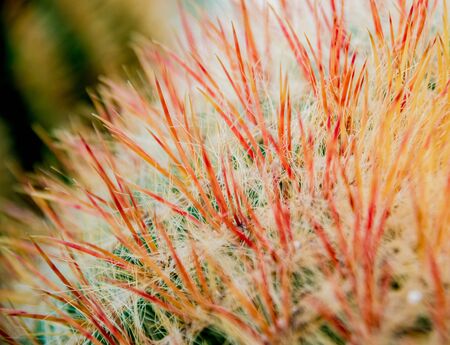 Beautiful macro shots of prickly cactus. Background and textures. Under microscopeの写真素材