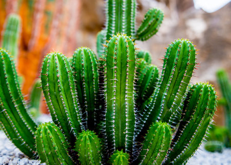Collection beautiful prickly cacti in the greenhouse. Background