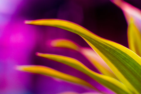 Abstract colored background close up. Macro. flowers and petals 
