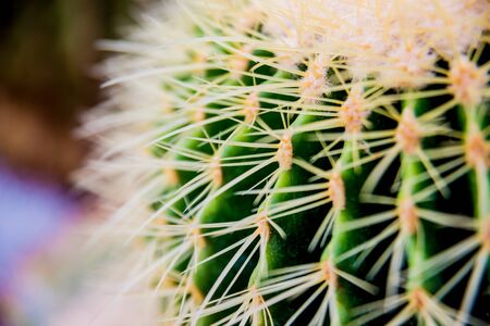 Beautiful macro shots of prickly cactus. Background and texturesの写真素材