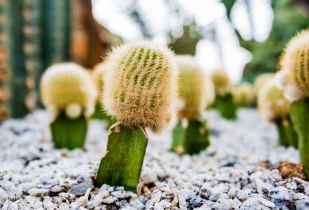 Collection beautiful prickly cacti in the greenhouseの写真素材