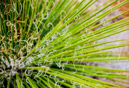 Beautiful macro shots of prickly cactus. Background and textures. Under microscopeの写真素材