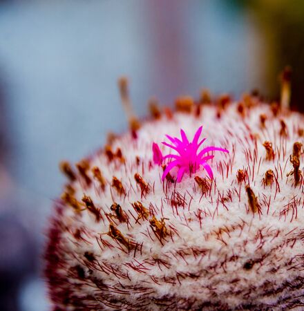Beautiful macro shots of prickly cactus. Background and texturesの写真素材