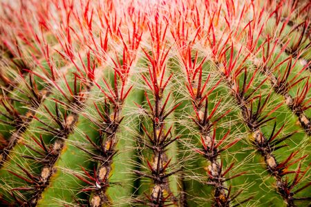 Beautiful macro shots of prickly cactus. Background and textures. Under microscopeの写真素材