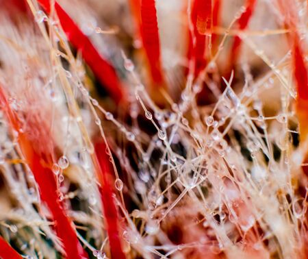 Beautiful macro shots of prickly cactus. Background and textures. Under microscopeの写真素材