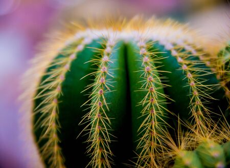 Beautiful macro shots of prickly cactus. Background and textures. Under microscopeの写真素材