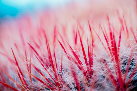 Beautiful macro shots of prickly cactus. Background and texturesの写真素材