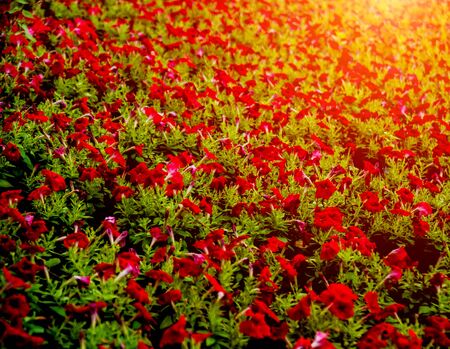 Luxury landscape design of the tropical garden.の写真素材