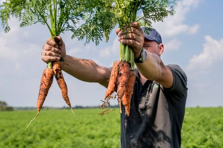 Growing organic carrots. Carrots in the hands of a farmer.の写真素材