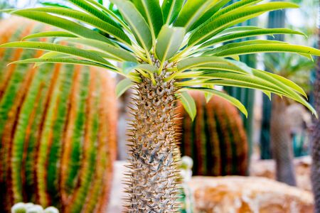 Collection beautiful prickly cacti in the greenhouse. Backgroundの写真素材