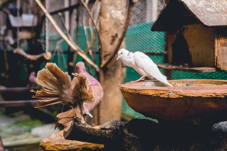 Beautiful birds at tropical zoo. Natural backgroundの写真素材