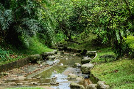 Beautiful birds at tropical zoo. Natural backgroundの写真素材