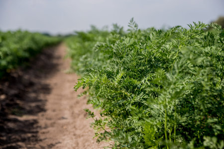 Long field and rows of carrots. Blue summer sky. Agricultural background