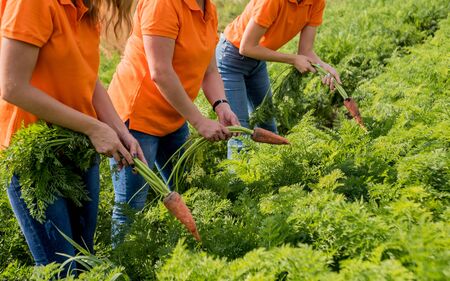 Growing organic carrots. Carrots in the hands a group of farmers. Freshly harvested carrots. Autumn harvest. Agriculture. Agro industry.の写真素材