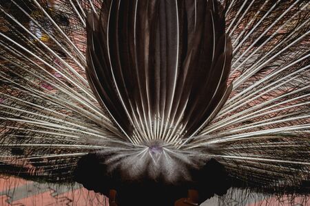 Beautiful peacock with spread wings. Zoo, tropical reserveの写真素材