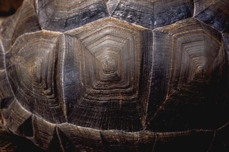 Textures and background. Coahuilan box turtle in the tropic garden.の写真素材
