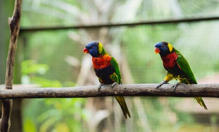Parrots fighting for the food. Zoo, tropical reserve.の写真素材