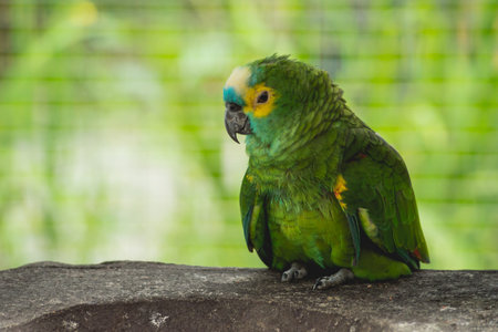 Parrot waiting for the food. Zoo, tropical reserve