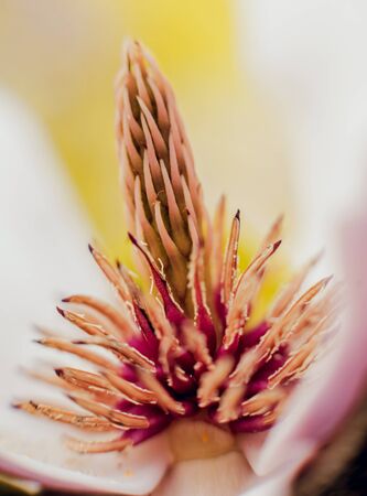 Magnolia flower with blurred background. Mackroの写真素材