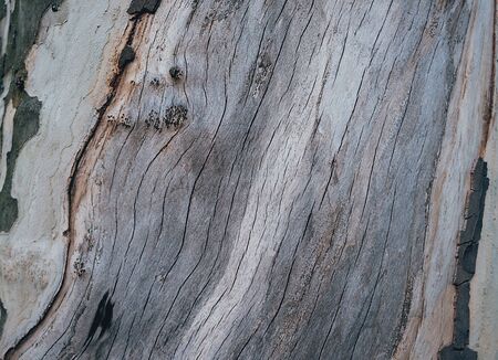 Old wood tree texture. Background and pattern.の写真素材