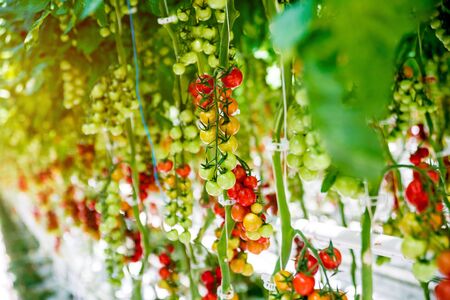 Beautiful red ripe tomatoes grown in a greenhouse. Beautiful backgroundの写真素材