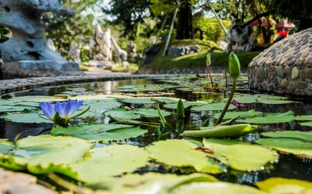 Luxury landscape design of the tropical garden. Beautiful view of landscaped tropical garden.の写真素材
