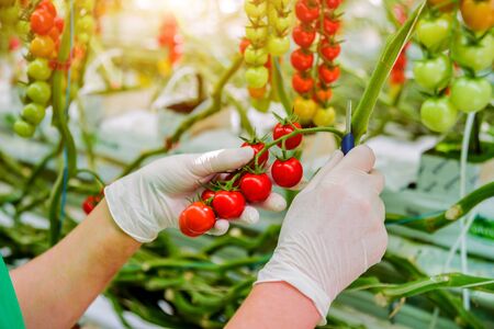Farmers hands with freshly harvested tomatoes. Woman hands holding tomatoes. Greenhouse. Backgroundの写真素材