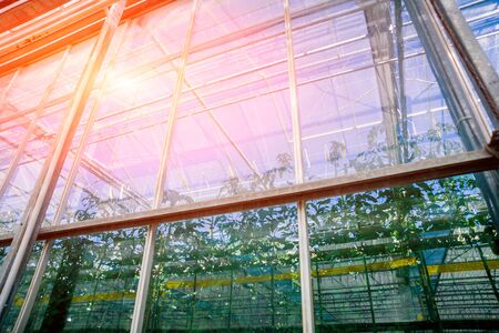 The frame of a modern greenhouse against the sky. Beautiful backgroundの写真素材