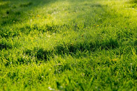 The grass in the sunlight. Light summer backgroundの写真素材