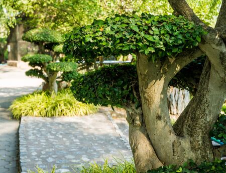 Luxury landscape design of the tropical garden. Beautiful view of landscaped tropical garden.の写真素材