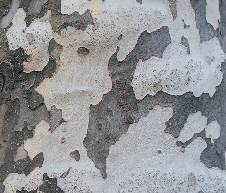 Old wood tree texture. Background and pattern.の写真素材