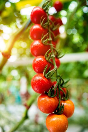 Beautiful red ripe tomatoes grown in a greenhouse.の写真素材