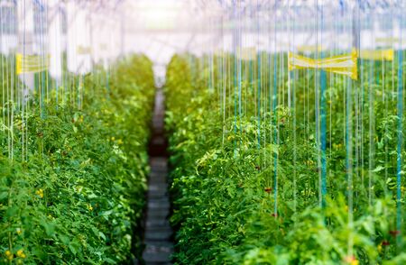 Rows of plants growing inside big industrial greenhouse. Industrial agriculture background.の写真素材