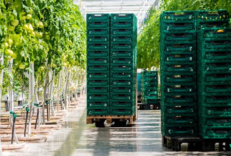 Modern greenhouse with tomato plants. Beautiful backgroundの写真素材