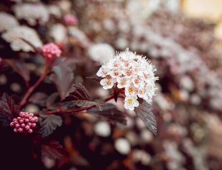 A bee on a flower. Macro. Backgroundの写真素材