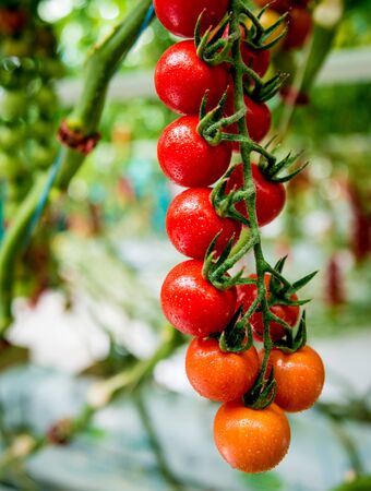 Beautiful red ripe tomatoes grown in a greenhouse. Beautiful backgroundの写真素材