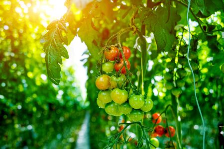 Beautiful green tomatoes grown in a greenhouse. Beautiful backgroundの写真素材