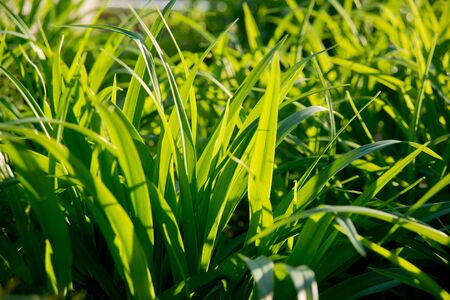 The grass in the sunlight. Light summer backgroundの写真素材