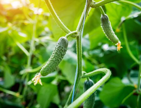 Long green cucumbers on a branch in a greenhouse. Backgroundの写真素材