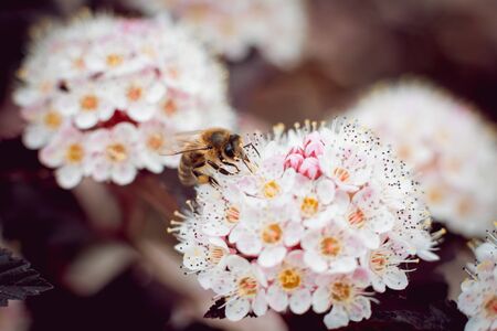 A bee on a flower. Macro. Backgroundの写真素材
