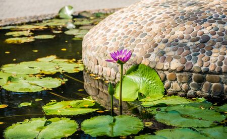 Luxury landscape design of the tropical garden. Beautiful view of landscaped tropical garden.の写真素材