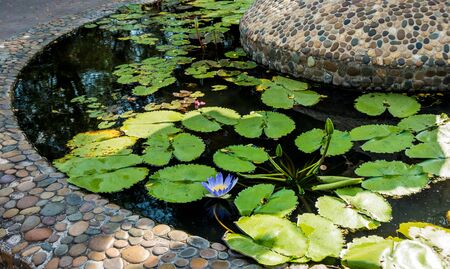 Luxury landscape design of the tropical garden. Beautiful view of landscaped tropical garden.の写真素材