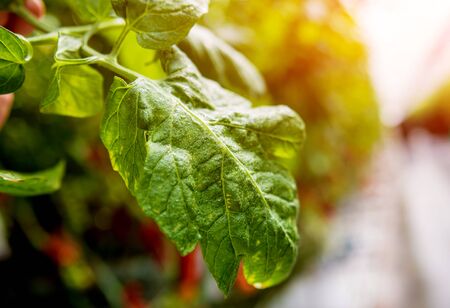 Modern greenhouse with tomato plants. Beautiful agricultural backgroundの写真素材
